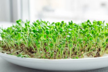 Taze mikro yeşiller yakın plan. Mikroyeşil salata filizleri. Mikroçimler büyüyor. Sağlıklı beslenme konsepti. Yakın plan - Resim