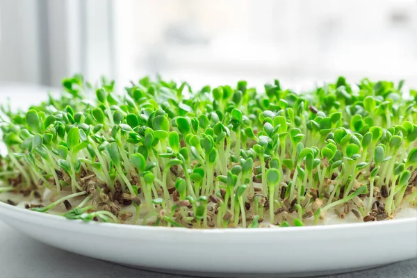 Čerstvé Mikrozeleně Detailní Záběr Mikrozelené Salátové Klíčky Pěstování Mikrozeleně Zdravý — Stock fotografie
