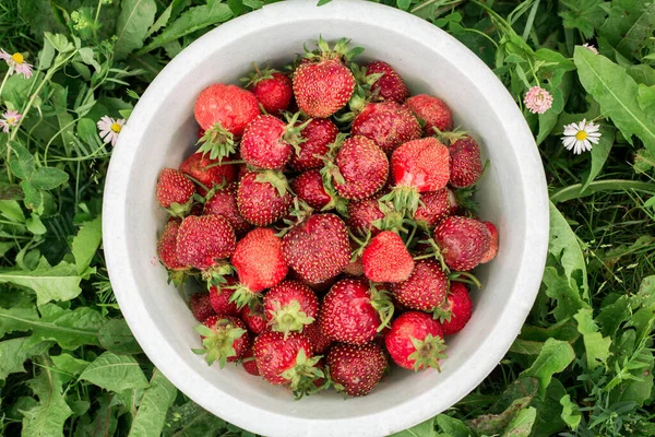 Fresh strawberry in bowl in the garden Outdoor Summer Selective Focus. Top view. Copy space Green grass