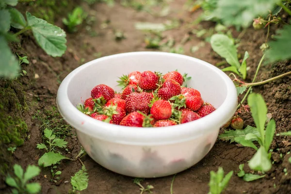 Fresh strawberry in bowl in the garden Outdoor Summer Selective Focus