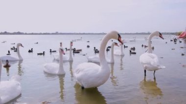 Gölette bir grup kuğu ve ördek. 4K görüntü