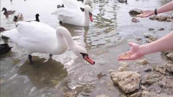 Лебедь Ест Зерно Руки Группа Лебедей Уток Пруду Видео — стоковое видео