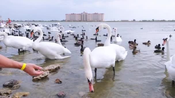 Cigno Che Mangia Grano Dalla Mano Gruppo Cigni Anatre Uno — Video Stock