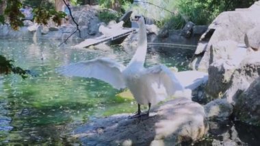Hayvanat bahçesi kuğusu tüylerini temizler ve kanatlarını çırpar. 4K görüntü