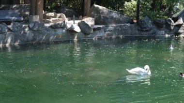 Hayvanat bahçesi kuğusu gölette yüzer ve kanatlarını çırpar. 4K görüntü