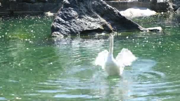 動物園白鳥は池で泳いで羽をはねる 4K映像 — ストック動画