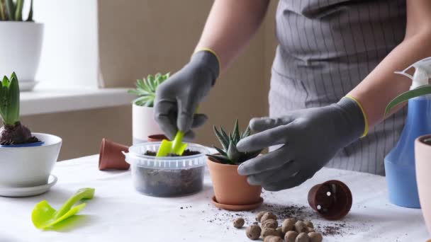 Kobieta Przeszczepiająca Soczystą Ceramicznym Garnku Stole Kobieta Miesza Ziemię Roślinami — Wideo stockowe