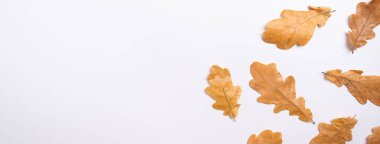 Beyaz arkaplanda sarı meşe yaprakları Sonbahar konsepti Üst Görünüm Yatay Sancak Mevsimi teması