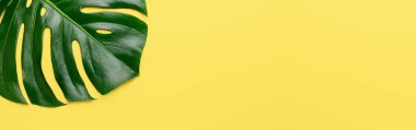 Sarı arka planda tropik yaprak canavarı. Yatay pankart, maket - Görüntü