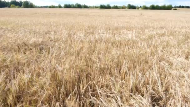 Campo Cevada Bela Paisagem Rural Orelhas Douradas Cevada Campo Vento — Vídeo de Stock