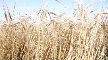 Arpa tarlası. Altın arpa sakalları yaklaş. Güzel kırsal alan. Hasat ve hasat konsepti - 4K görüntü