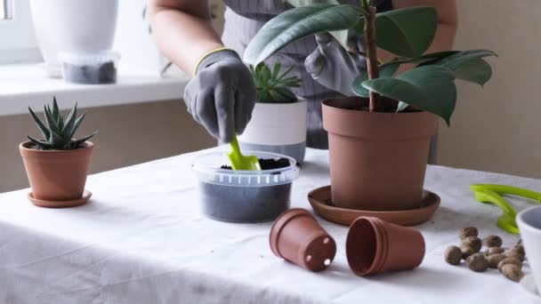 Plantas Transplante Jardineiro Conceito Casa Jardinagem Plantio Flores Vaso Planta — Vídeo de Stock