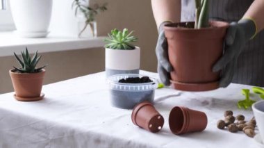 Kadın bahçıvan nakil tesisleri. Ev bahçe işleri ve saksıya çiçek ekme kavramı, ev dekorasyonu - 4K video