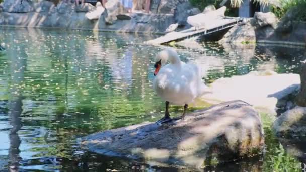 Schöner Weißer Schwan Putzt Federn Teich Filmmaterial — Stockvideo