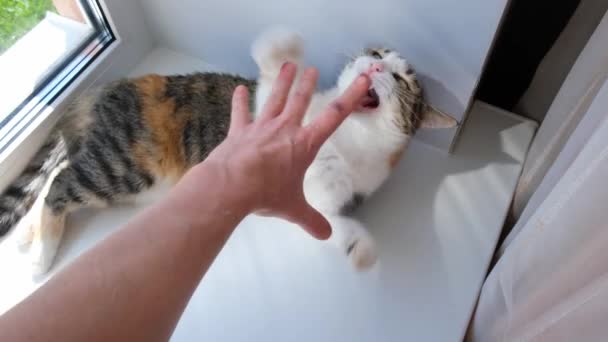 Leuke Kat Spelen Met Een Klein Zacht Speeltje Vensterbank Driekleurige — Stockvideo