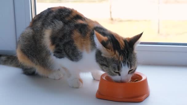 Leuke Kat Die Uit Een Kom Eet Hongerige Driekleurige Kat — Stockvideo
