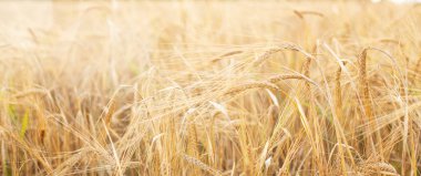Arpa tarlası. Altın arpa sakalları yaklaş. Güzel kırsal alan. Olgunlaşan çayır arpa tarlalarının arka planı. Zengin hasat konsepti - Görüntü