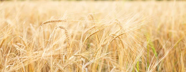 Barley field. Beards of golden barley close up. Beautiful rural landscape. Background of ripening ears of meadow barley field. Rich harvest concept - Image