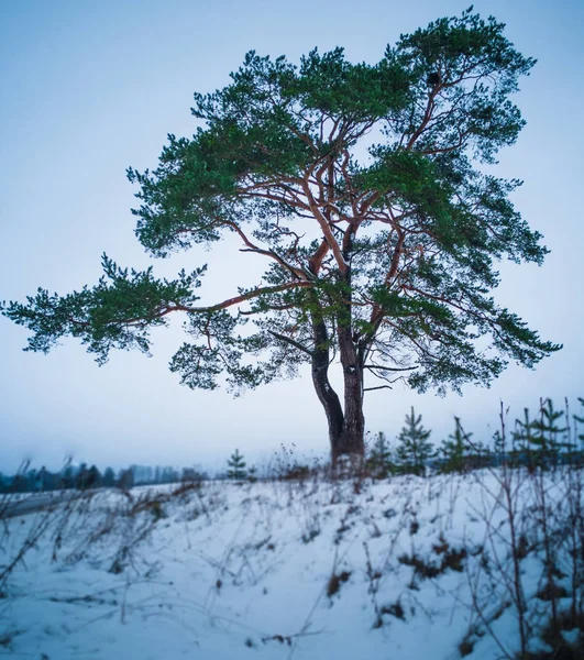 Sylwetka spokojny i samotne drzewo w zimowy dzień — Zdjęcie stockowe