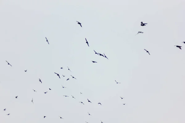 Bird Crowd Flying Skies Cloudy Winter Day — Stock Photo, Image