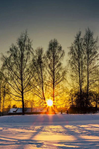 Pôr Sol Através Das Árvores Dia Frio Inverno Com Sol — Fotografia de Stock