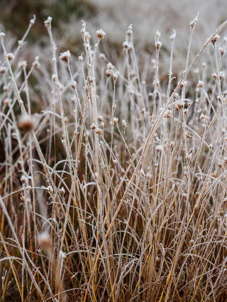 Frozen Grass Stalks in Field of Kemeri moor in Latvia