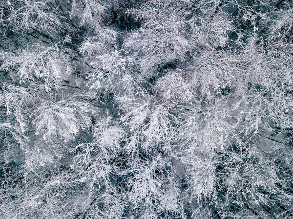 阴天冬季明亮森林的空中摄影 自上而下的视图与所有的树木覆盖在雪地里 — 图库照片
