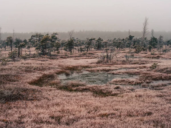 Pine Trees in Field of Kemeri moor in Latvia - vintage look edit — Stock Photo, Image