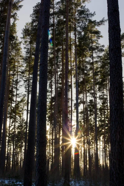 Día de invierno soleado en el bosque — Foto de Stock