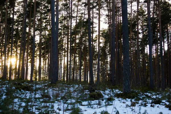 Día de invierno soleado en el bosque — Foto de Stock