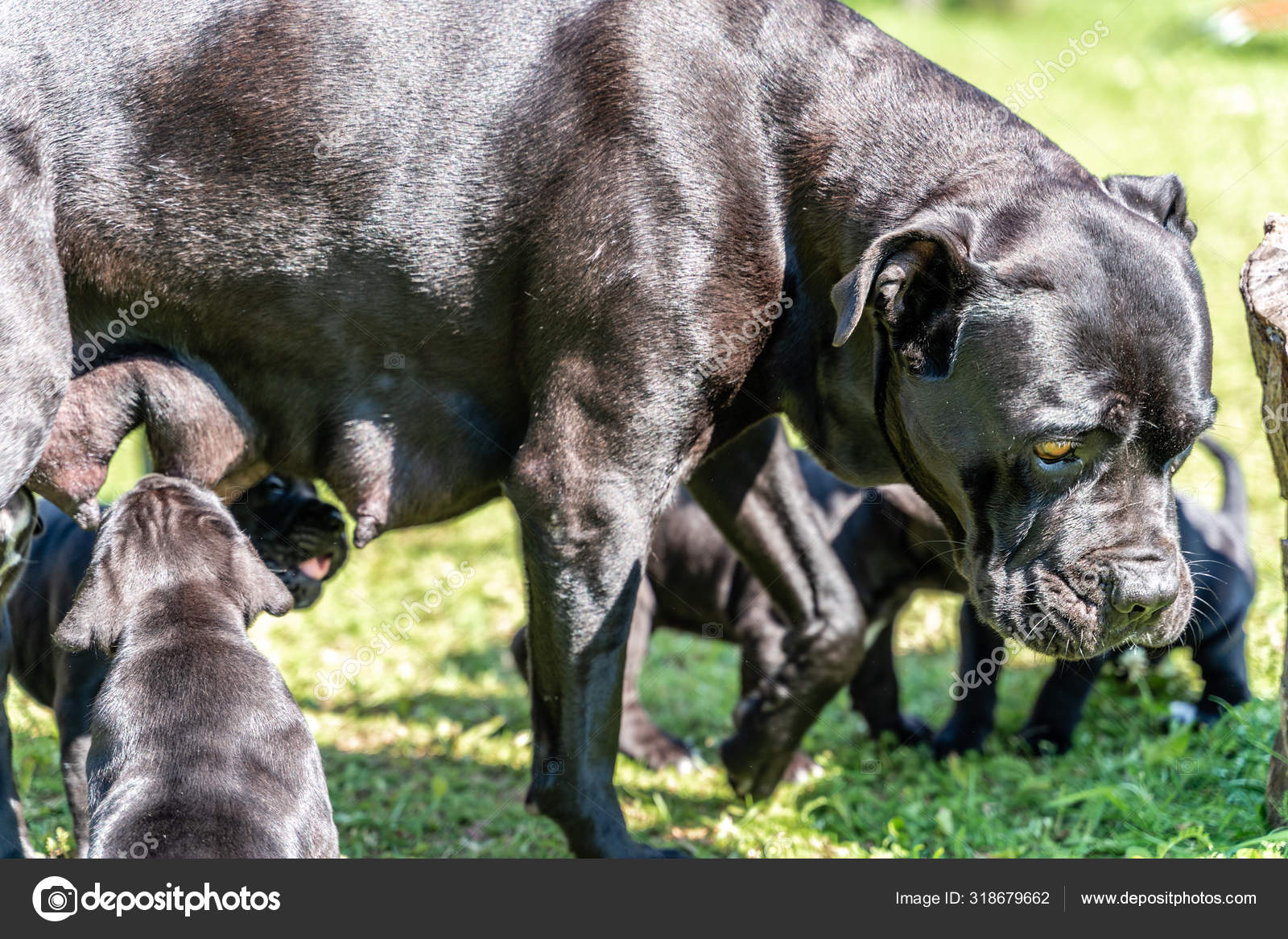 Mom Feeding Cane Corso Puppies In The Yard Stock Photo