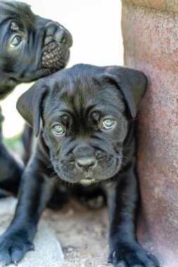 Closeup view of cane corso puppy on sunny summer day clipart