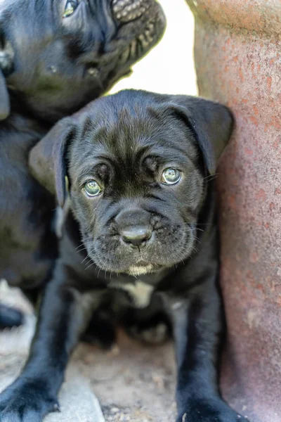 Close-up uitzicht op riet corso puppy op zonnige zomerdag — Stockfoto