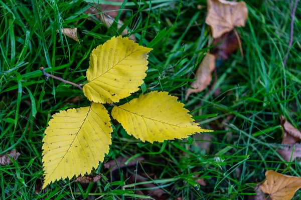 Nahaufnahme von drei gelben gewöhnlichen Espenblättern isoliert auf grünem Gras Hintergrund, abstrakter Hintergrund. — Stockfoto