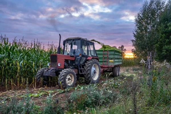 Cosecha Tractores Campo Maíz Orgánico Para Biomasa Noche Nublada Verano — Foto de Stock