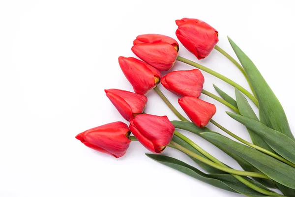 Tulipanes sobre fondo blanco. —  Fotos de Stock