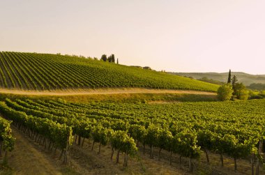 Toskana İtalya Chianti bölgede üzüm bağları