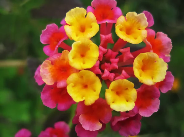 Lantana hibrid