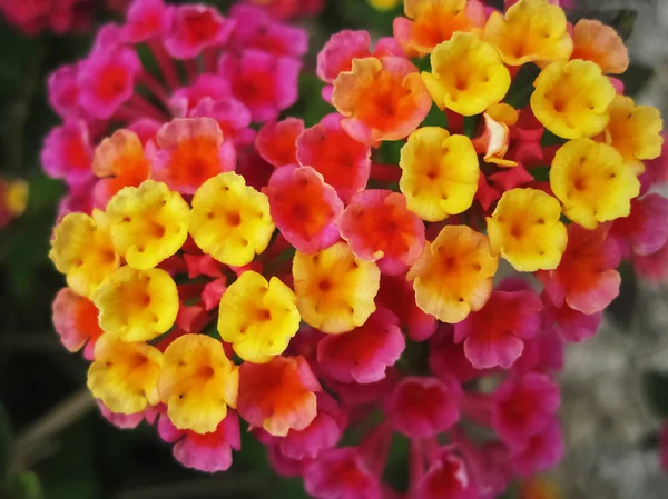 Lantana hybrid — Stockfoto