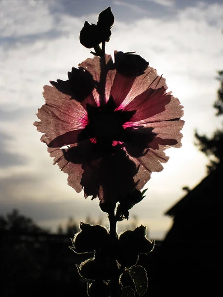 Gün batımında çiçek — Stok fotoğraf