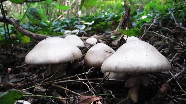 Amanita phalloides, ölümcül, zehirli beyaz mantar dışarı Dünya'dan erken sonbaharda büyüyen