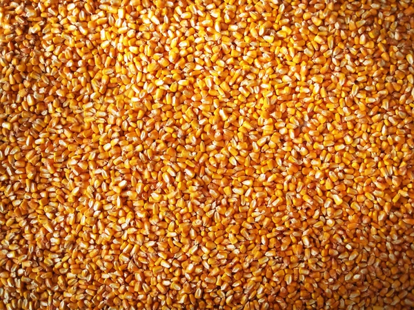 Güneşin sonbaharda sarı, Kuru Mısır bir demet                   