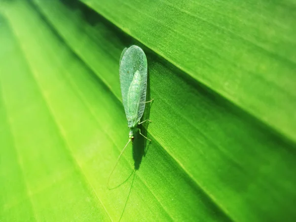 Şeffaf kanatları ve yeşil yaprak üzerinde altın gözlü güzel yeşil lacewing                           