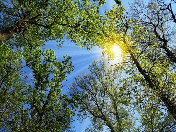 Bright, yellow sun in a forest on tree top of old, green oak tree