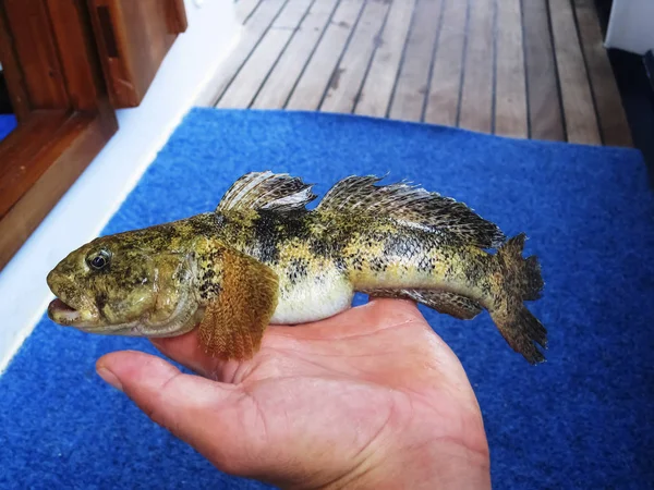 Brown Giant Goby Fish Mão Com Fundo Azul — Fotografia de Stock