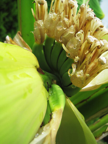 Flowering banana in garden after rain covered with drops