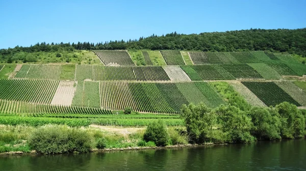 Beaucoup Parcelles Vignes Verdoyantes Sur Colline Après Midi Chaud Ensoleillé — Photo