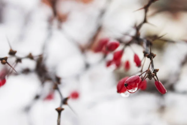 Red barberry on cold snowy day with drop after melting snow|frozen|