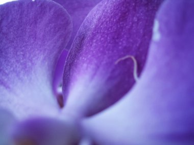 Makro, yakın-up fotoğraf orkide mor yaprakları | arka plan