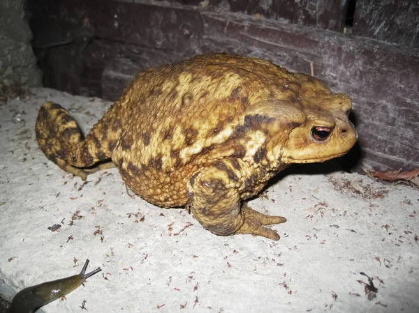 Big,ugly,brown bufo frog on the wall at night and a snail that climbs